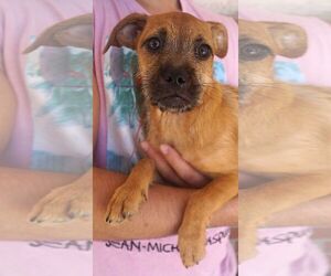 Care-Tzu Dogs for adoption in Carrollton, TX, USA