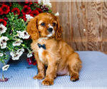 Small Photo #10 Cavalier King Charles Spaniel Puppy For Sale in WAKARUSA, IN, USA
