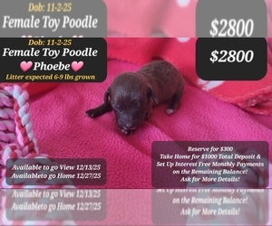 Poodle (Toy) Puppy for sale in TUCSON, AZ, USA