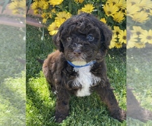 Poodle (Miniature) Puppy for sale in VALLEY CENTER, CA, USA