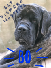 Father of the Mastiff puppies born on 06/03/2018