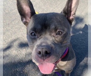 ETTA - Female Mutt Dog for Adoption - Photo #3