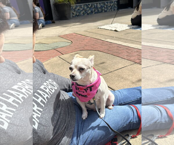 Medium Photo #3 Chihuahua Puppy For Sale in Bellevue, WA, USA