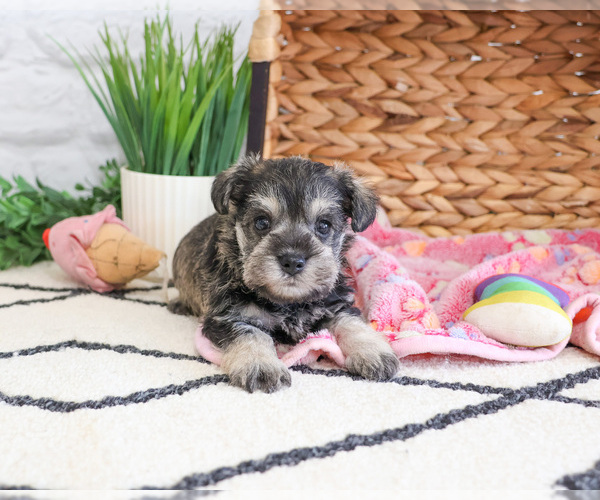 Medium Photo #3 Schnauzer (Miniature) Puppy For Sale in SYRACUSE, IN, USA