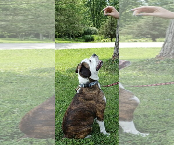 Medium Photo #3 American Pit Bull Terrier-Unknown Mix Puppy For Sale in Germantown, OH, USA