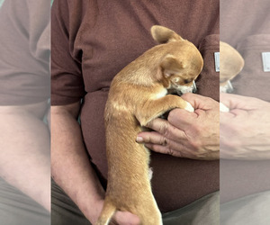 Chihuahua Puppy for sale in BARNWELL, SC, USA
