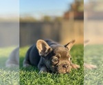 Small #4 French Bulldog