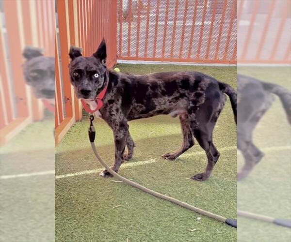 Medium Photo #2 Labrador Retriever-Unknown Mix Puppy For Sale in Las Vegas, NV, USA