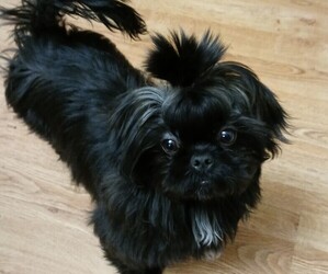 Mother of the Shih Tzu puppies born on 06/21/2025