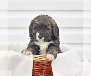 Bernedoodle Puppy for sale in CHAMBERSBURG, PA, USA