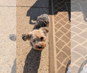 Mutt Dogs for adoption in bloomington, IL, USA