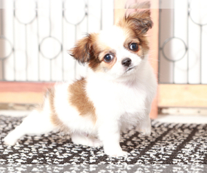 Chihuahua Puppy for sale in NAPLES, FL, USA