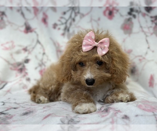 Medium Photo #3 Bichpoo Puppy For Sale in LAKELAND, FL, USA