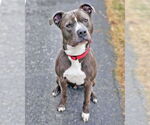 Small #1 American Staffordshire Terrier-Golden Retriever Mix