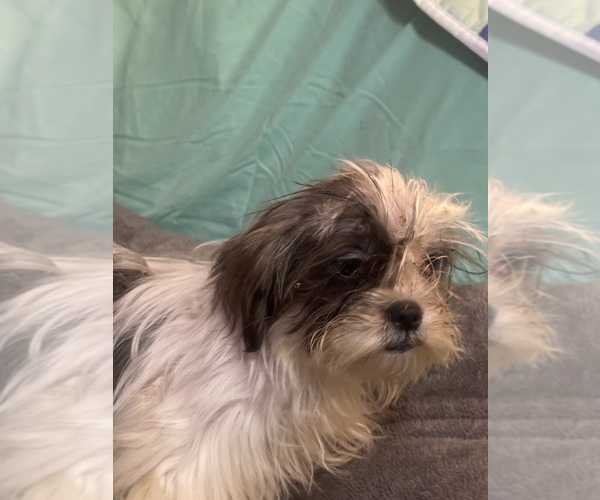 Medium Photo #3 Lhasa Apso Puppy For Sale in BROOKLET, GA, USA