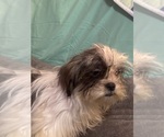 Small #1 Lhasa Apso