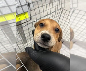 American Pit Bull Terrier-Unknown Mix Dogs for adoption in Pasadena, TX, USA