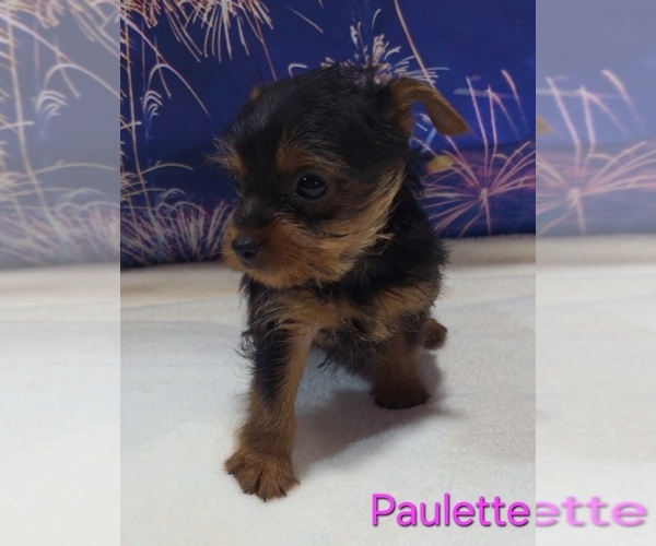 Medium Photo #4 Yorkshire Terrier Puppy For Sale in AZLE, TX, USA
