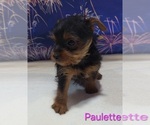 Small #3 Yorkshire Terrier
