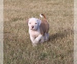 Small Photo #2 American Bulldog Puppy For Sale in FAIR GROVE, MO, USA
