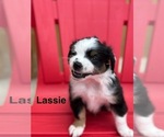 Small #4 Miniature Australian Shepherd