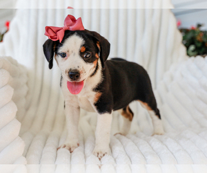 Beagle-Mutt Mix Puppy for Sale in LIBERTY, Kentucky USA