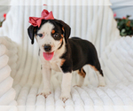 Image preview for Ad Listing. Nickname: Addy
