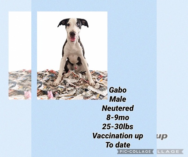 Medium Photo #1 Dalmatian-Whippet Mix Puppy For Sale in Virginia Beach, VA, USA