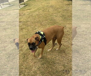 JAXON - Male Boxer Dog for Adoption - Photo #19