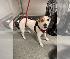 Mutt Dogs for adoption in West Palm Beach, FL, USA