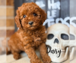 Small #3 Goldendoodle (Miniature)