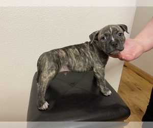 American Bully Puppy for sale in WOODLAND, WA, USA