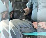 Small #1 American Staffordshire Terrier-Labrador Retriever Mix