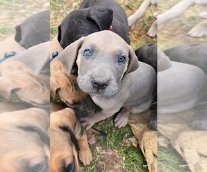 Great Dane Puppy for sale in SHELBYVILLE, MO, USA