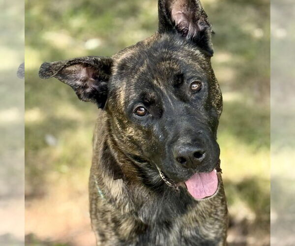 Medium Photo #1 Huskies -Unknown Mix Puppy For Sale in Cranford, NJ, USA