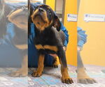 Small #2 Rottweiler