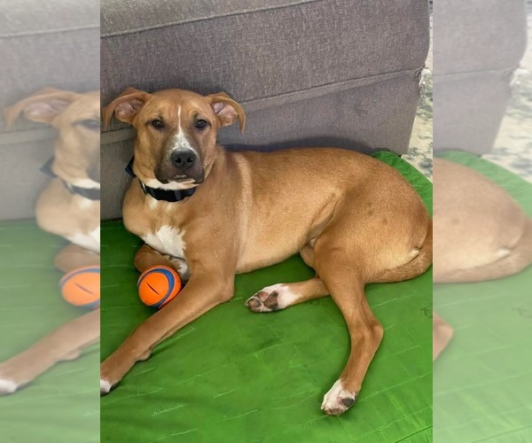 Medium Photo #2 Boxador Puppy For Sale in MIDWAY, UT, USA