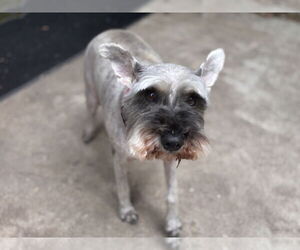Mutt Dogs for adoption in St. Louis Park, MN, USA