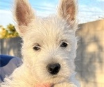 Small Photo #2 West Highland White Terrier Puppy For Sale in PHOENIX, AZ, USA