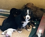 Small #6 Great Bernese
