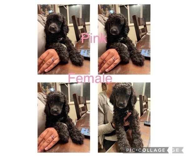 Medium Photo #5 Poodle (Standard) Puppy For Sale in WINTON, CA, USA
