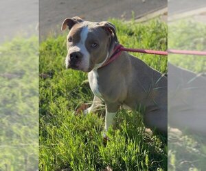 American Pit Bull Terrier Dogs for adoption in Woodland Hills, CA, USA