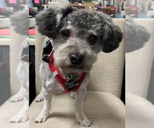 Shih-Poo Dogs for adoption in Mundelein, IL, USA