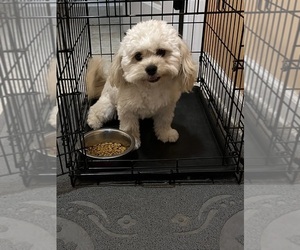 Father of the YorkiePoo puppies born on 05/01/2025