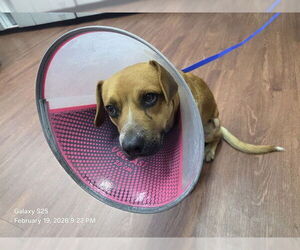 Beagle Dogs for adoption in Orlando, FL, USA