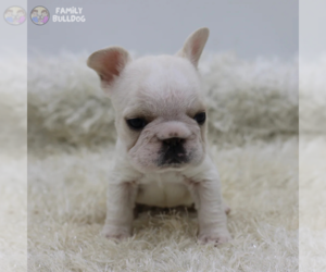 French Bulldog Puppy for sale in NEW YORK, NY, USA