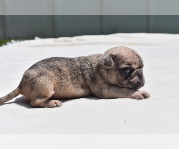Medium Photo #4 Pug Puppy For Sale in PALM COAST, FL, USA
