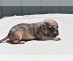 Small #3 Pug