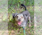 Small #5 Poodle (Miniature) Mix