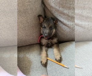 German Shepherd Dog Puppy for Sale in SPRINGVILLE, Indiana USA